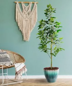 Fast Growing Trees Avocado Trees Cold Hardy Avocado Tree