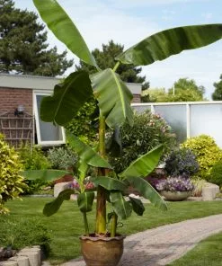 Fast Growing Trees Banana Trees Cold Hardy Banana Tree