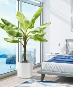 Fast Growing Trees Banana Trees Cold Hardy Banana Tree