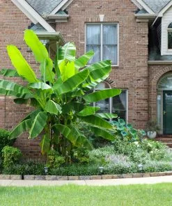 Fast Growing Trees Banana Trees Cold Hardy Banana Tree