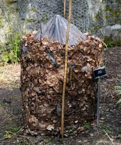 Fast Growing Trees Banana Trees Cold Hardy Banana Tree