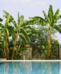 Fast Growing Trees Banana Trees Cold Hardy Banana Tree