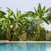 Fast Growing Trees Banana Trees Cold Hardy Banana Tree 1 Fast Growing Trees Banana Trees Cold Hardy Banana Tree