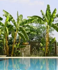 Fast Growing Trees Banana Trees Cold Hardy Banana Tree