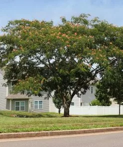 Fast Growing Trees Pink Flowers Cold Hardy Mimosa Tree