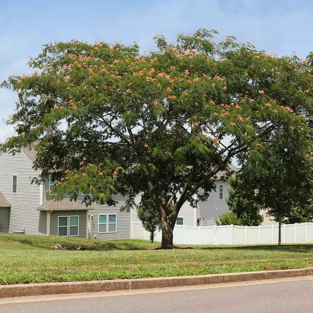 Fast Growing Trees Pink Flowers Cold Hardy Mimosa Tree 4 Fast Growing Trees Pink Flowers Cold Hardy Mimosa Tree