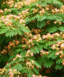 Fast Growing Trees Pink Flowers Cold Hardy Mimosa Tree 9 Fast Growing Trees Pink Flowers Cold Hardy Mimosa Tree