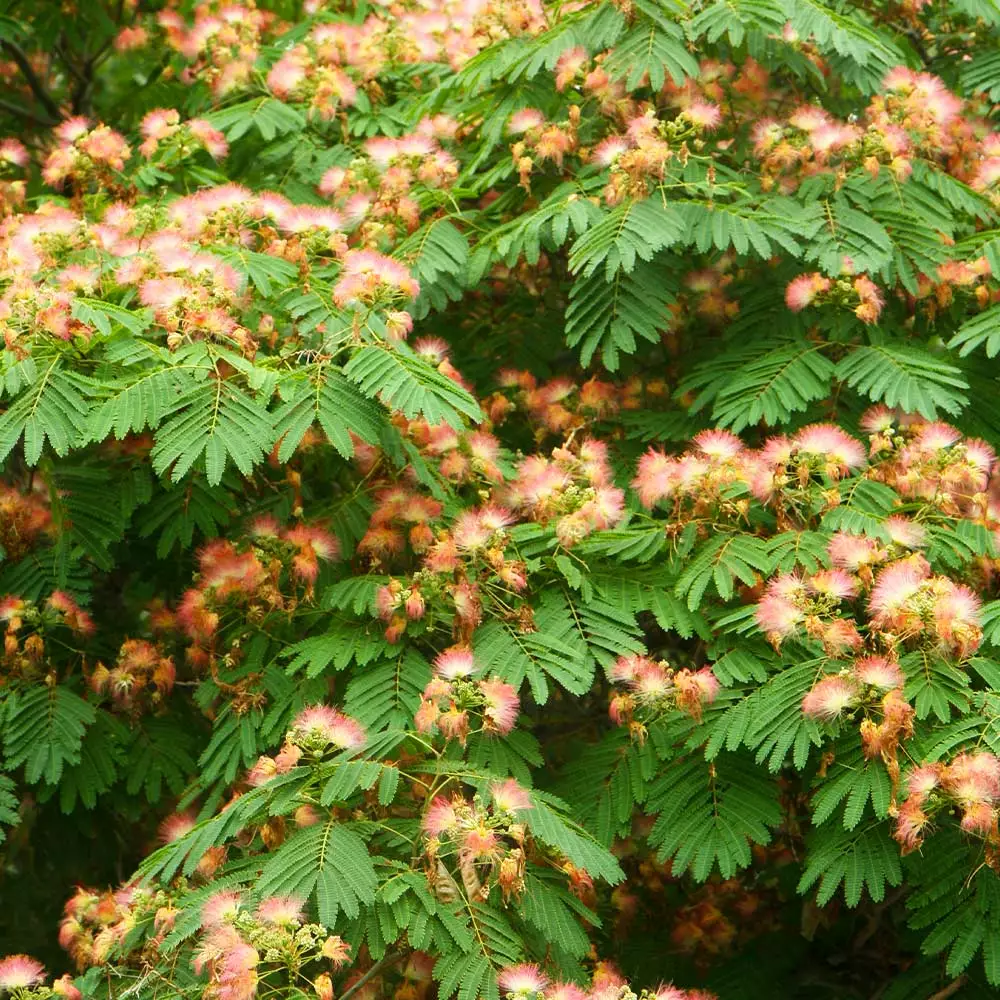 Fast Growing Trees Pink Flowers Cold Hardy Mimosa Tree 5 Fast Growing Trees Pink Flowers Cold Hardy Mimosa Tree