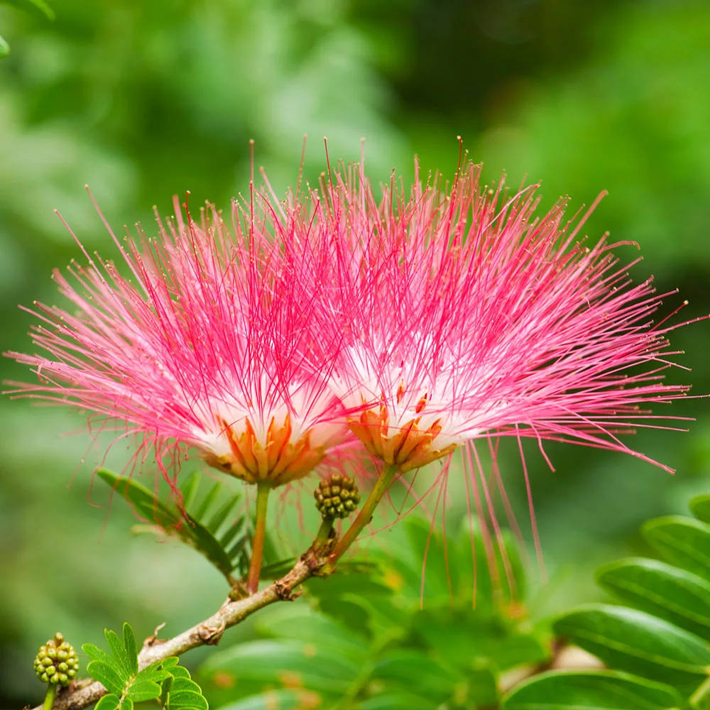 Fast Growing Trees Pink Flowers Cold Hardy Mimosa Tree 6 Fast Growing Trees Pink Flowers Cold Hardy Mimosa Tree