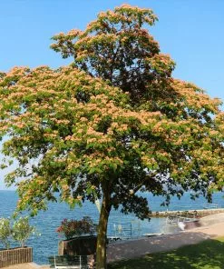 Fast Growing Trees Pink Flowers Cold Hardy Mimosa Tree 11 Fast Growing Trees Pink Flowers Cold Hardy Mimosa Tree