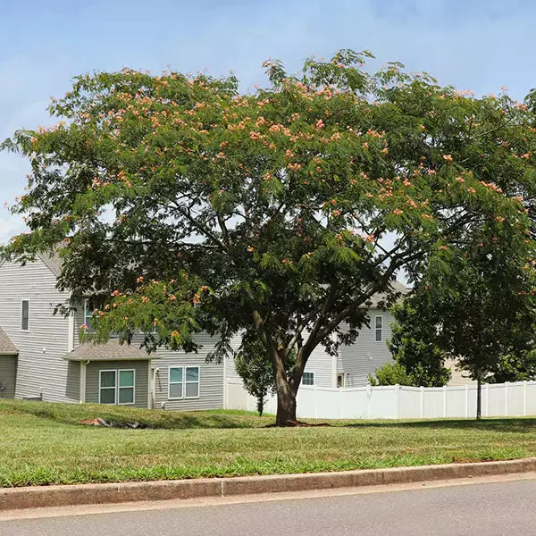 Fast Growing Trees Pink Flowers Cold Hardy Mimosa Tree 3 Fast Growing Trees Pink Flowers Cold Hardy Mimosa Tree