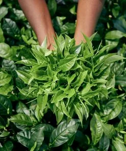 Fast Growing Trees Cold Hardy Tea Plant - USDA Organic See All Shrubs & Hedges 10 Fast Growing Trees Cold Hardy Tea Plant - USDA Organic See All Shrubs & Hedges