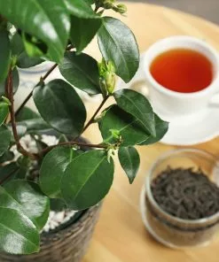 Fast Growing Trees Cold Hardy Tea Plant