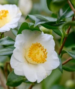 Fast Growing Trees Cold Hardy Tea Plant 11 Fast Growing Trees Cold Hardy Tea Plant