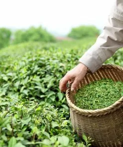 Fast Growing Trees Cold Hardy Tea Plant 12 Fast Growing Trees Cold Hardy Tea Plant