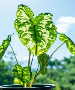 Fast Growing Trees Air Purifying House Plants Colocasia 'Hilo Beauty' 8 Fast Growing Trees Air Purifying House Plants Colocasia 'Hilo Beauty'