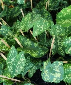 Fast Growing Trees Air Purifying House Plants Colocasia 'Hilo Beauty' 9 Fast Growing Trees Air Purifying House Plants Colocasia 'Hilo Beauty'