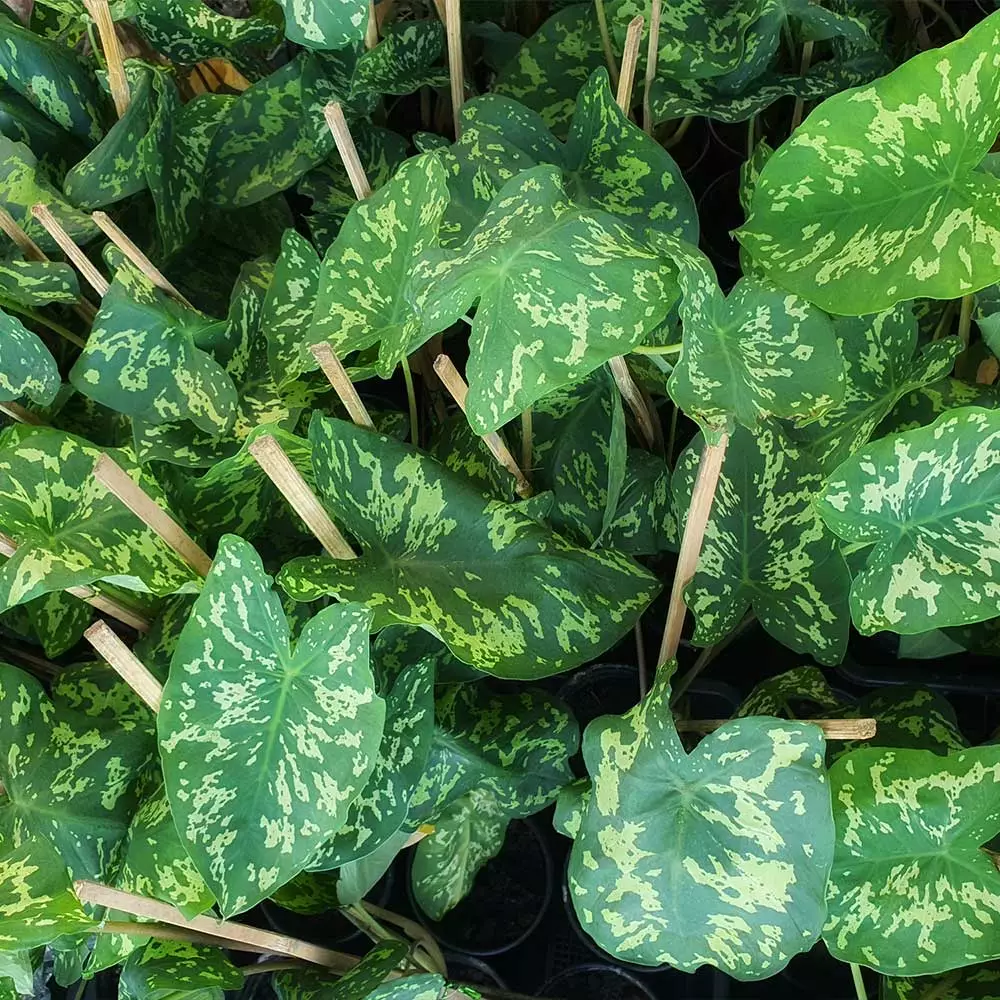 Fast Growing Trees Air Purifying House Plants Colocasia 'Hilo Beauty' 6 Fast Growing Trees Air Purifying House Plants Colocasia 'Hilo Beauty'