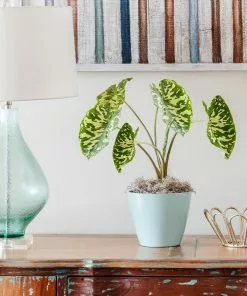 Fast Growing Trees Air Purifying House Plants Colocasia 'Hilo Beauty'