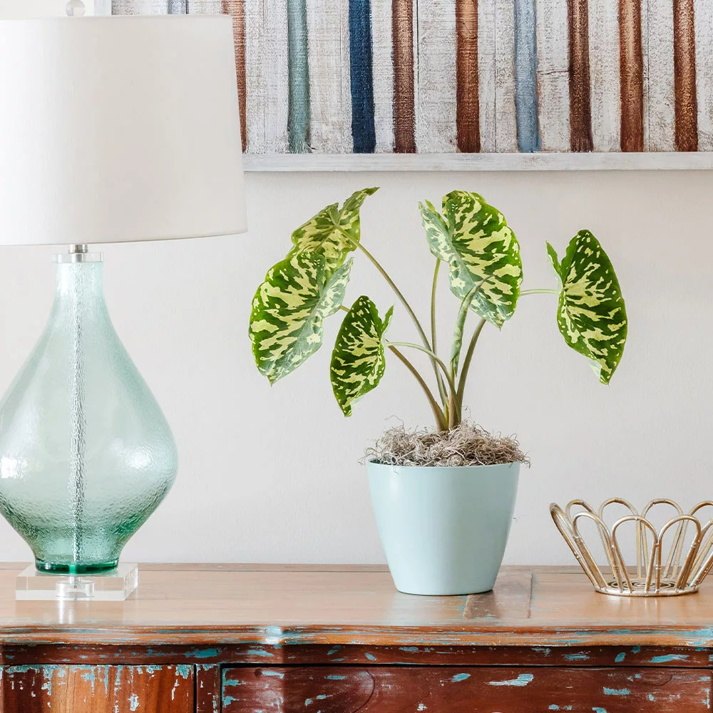 Fast Growing Trees Air Purifying House Plants Colocasia 'Hilo Beauty' 4 Fast Growing Trees Air Purifying House Plants Colocasia 'Hilo Beauty'