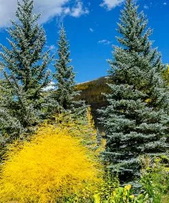 Fast Growing Trees Colorado Blue Spruce Tree