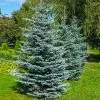 Fast Growing Trees Colorado Blue Spruce Tree 2 Fast Growing Trees Colorado Blue Spruce Tree