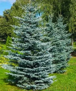 Fast Growing Trees Colorado Blue Spruce Tree