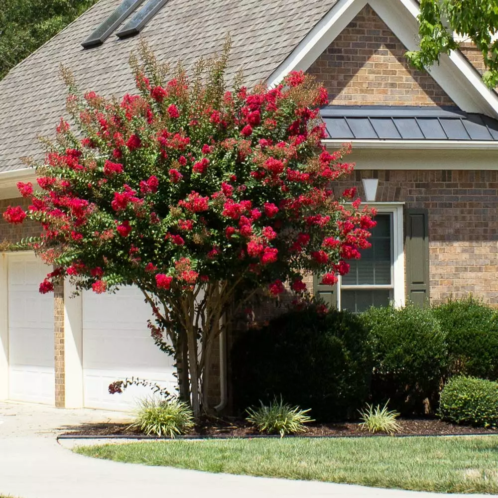 Fast Growing Trees Colorama™ Scarlet Crape Myrtle Tree 4 Fast Growing Trees Colorama™ Scarlet Crape Myrtle Tree