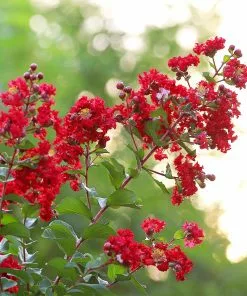 Fast Growing Trees Colorama™ Scarlet Crape Myrtle Tree 7 Fast Growing Trees Colorama™ Scarlet Crape Myrtle Tree