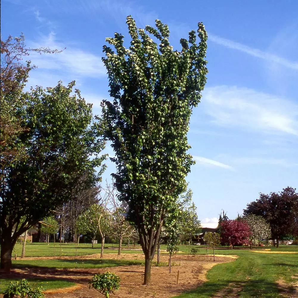 Fast Growing Trees Columnar Sargent Cherry Tree 4 Fast Growing Trees Columnar Sargent Cherry Tree