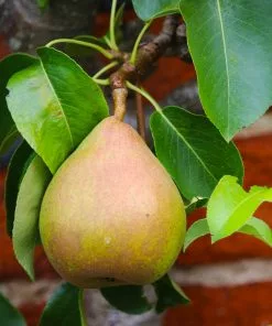 Fast Growing Trees Pear Trees Comice Pear Tree