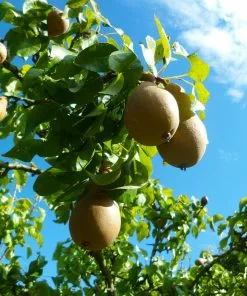 Fast Growing Trees Comice Pear Tree Pear Trees 9 Fast Growing Trees Comice Pear Tree Pear Trees