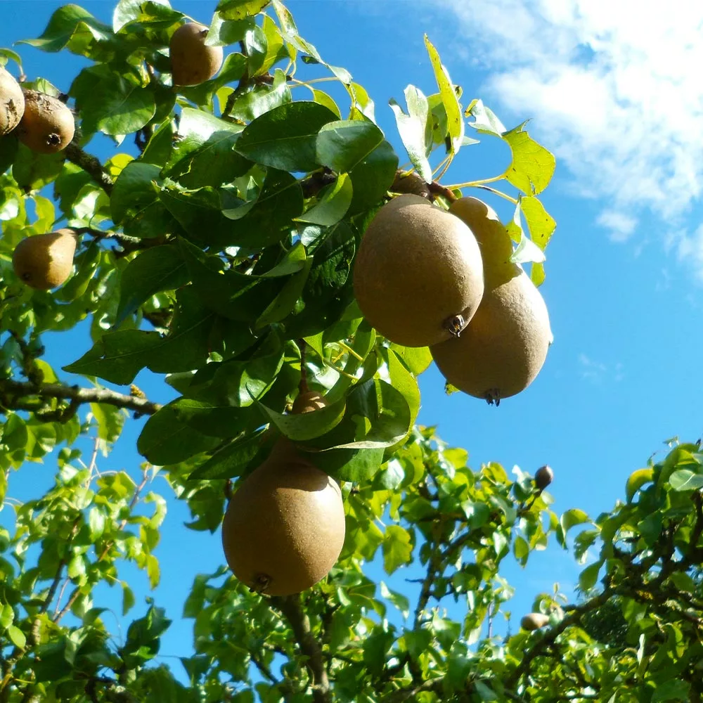 Fast Growing Trees Comice Pear Tree Pear Trees 5 Fast Growing Trees Comice Pear Tree Pear Trees