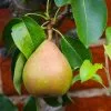 Fast Growing Trees Pear Trees Comice Pear Tree 1 Fast Growing Trees Pear Trees Comice Pear Tree