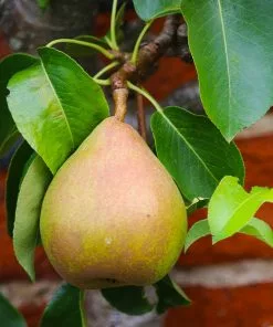 Fast Growing Trees Pear Trees Comice Pear Tree