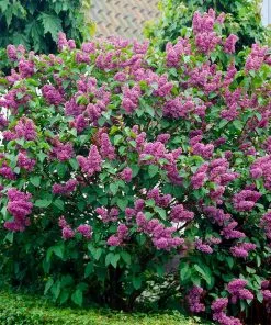 Fast Growing Trees Common Purple Lilac