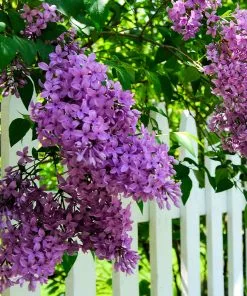 Fast Growing Trees Common Purple Lilac
