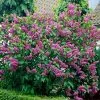 Fast Growing Trees Common Purple Lilac