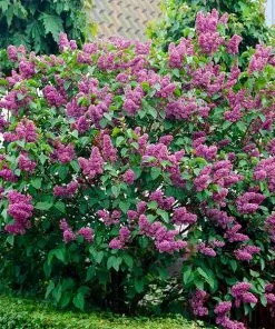 Fast Growing Trees Common Purple Lilac