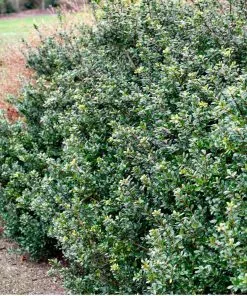 Fast Growing Trees Holly Trees Compacta Japanese Holly Shrub