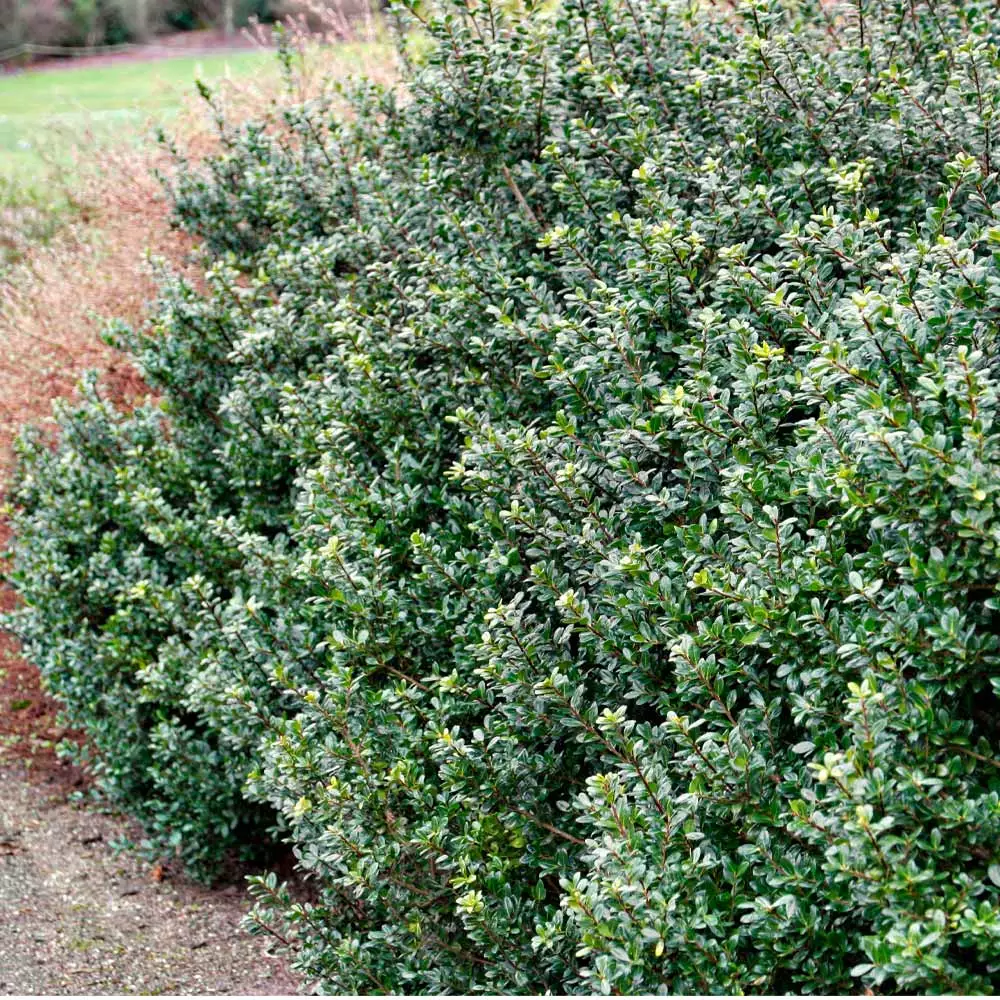 Fast Growing Trees Holly Trees Compacta Japanese Holly Shrub 4 Fast Growing Trees Holly Trees Compacta Japanese Holly Shrub