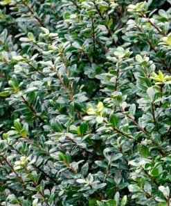 Fast Growing Trees Holly Trees Compacta Japanese Holly Shrub 7 Fast Growing Trees Holly Trees Compacta Japanese Holly Shrub