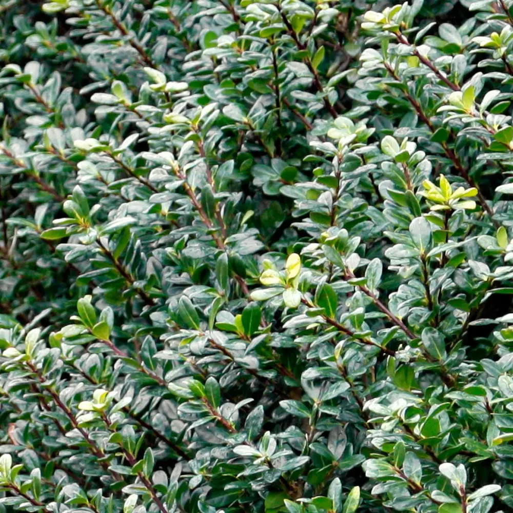 Fast Growing Trees Holly Trees Compacta Japanese Holly Shrub 5 Fast Growing Trees Holly Trees Compacta Japanese Holly Shrub