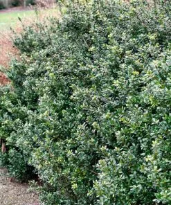 Fast Growing Trees Holly Trees Compacta Japanese Holly Shrub