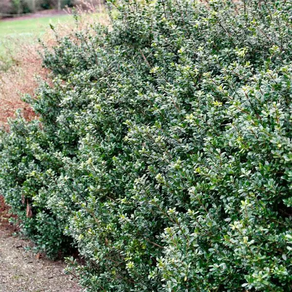 Fast Growing Trees Holly Trees Compacta Japanese Holly Shrub 3 Fast Growing Trees Holly Trees Compacta Japanese Holly Shrub