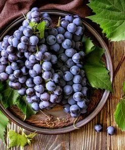 Fast Growing Trees Grape Vines Concord Grape