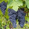 Fast Growing Trees Grape Vines Concord Grape 2 Fast Growing Trees Grape Vines Concord Grape