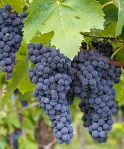 Fast Growing Trees Grape Vines Concord Grape