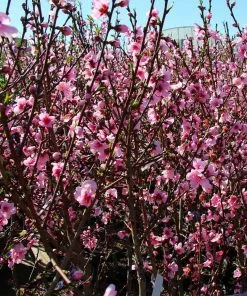Fast Growing Trees Peach Trees Contender Peach Tree 8 Fast Growing Trees Peach Trees Contender Peach Tree