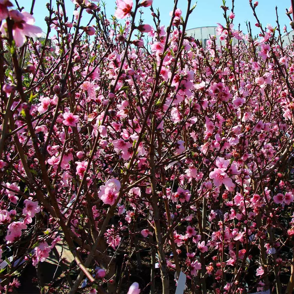Fast Growing Trees Peach Trees Contender Peach Tree 5 Fast Growing Trees Peach Trees Contender Peach Tree